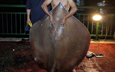 Cần thủ câu được con cá đuối khổng lồ nặng 45kg