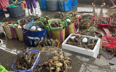 Thực hư thông tin "giải cứu" tôm hùm cho bà con Phú Yên trên mạng xã hội