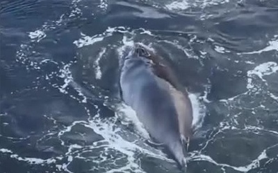 Nhìn xuống nước du khách bất ngờ bắt gặp cảnh tượng kinh ngạc