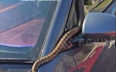 Đang lái xe, người đàn ông thấy cảnh tượng "nổi da gà"