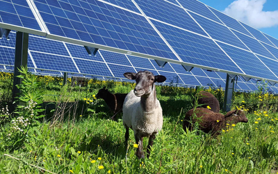 Trang trại điện mặt trời 100 MW và 600 chú cừu: Sự kết hợp bất ngờ