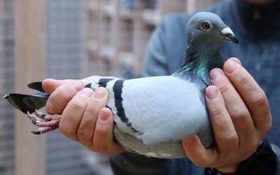 Choáng với bồ câu 35 tỷ: Đắt đỏ đến mức phải thuê vệ sĩ riêng bảo vệ