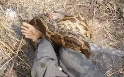 Người đàn ông la hét kêu cứu khi bị con trăn dài 4,3 mét siết chặt