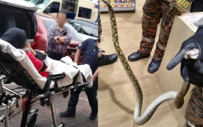 Nữ nhân viên bị trăn dài 2 mét cắn khi đang sử dụng nhà vệ sinh