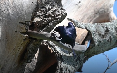 Cuộc chiến bất ngờ giữa rắn độc và hai chú chim nhỏ