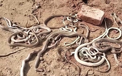 Bắt được 29 con rắn bò ra từ ngôi nhà đang xây