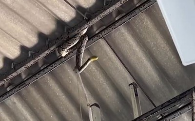 Người dân la hét khi thấy trăn dài 4m xuất hiện trên mái nhà tang lễ