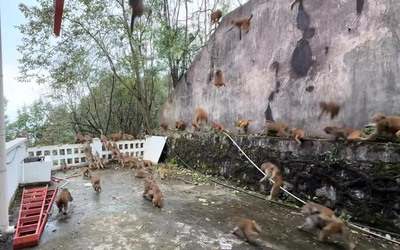 Kỳ lạ: Hàng trăm con khỉ tràn xuống núi trước mắt du khách