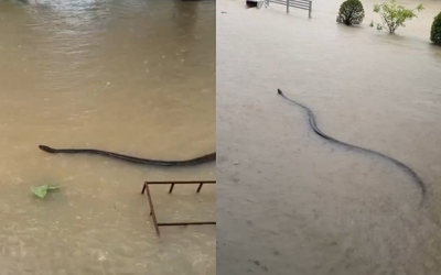 Người dân sốc nặng khi thấy cảnh đáng sợ trong dòng nước lũ