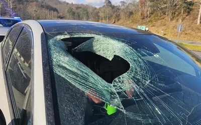 Đại bàng gây tai nạn kỳ lạ, làm vỡ kính chắn gió ô tô