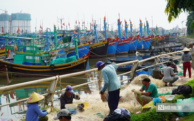 Bão số 15 diễn biến khó lường, hàng trăm tàu cá khẩn cấp vào bờ trú bão ở Phan Thiết