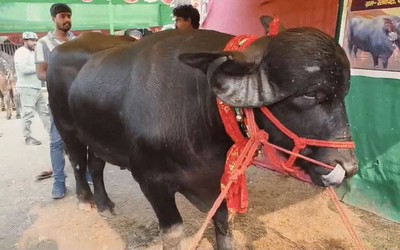 Con trâu dài 2,4 mét được trả 1,4 tỷ đồng, người đàn ông từ chối bán