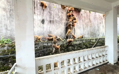 Đàn khỉ gần 100 con lao xuống núi khiến du khách sốc nặng