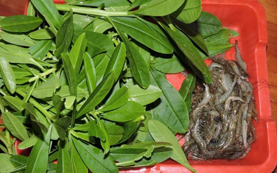 Đừng chỉ ăn củ, lá loài cây này quý như "nhân sâm người nghèo", mọc um tùm như cỏ dại