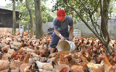 Hà Nội ủy quyền giải quyết thủ tục hành chính trong lĩnh vực nông nghiệp