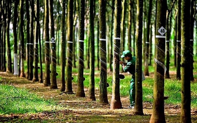 Cao su Phước Hòa lãi gần 500 tỷ đồng sau 9 tháng