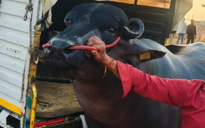 Con trâu màu đen khổng lồ có giá gần 62 tỷ đồng