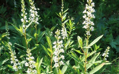 Vị thuốc quý từ loại rau tên đẹp như những vì sao, mọc dại nhiều