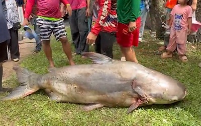 Ngư dân bắt được con cá tra dầu khổng lồ nặng 200kg trên sông