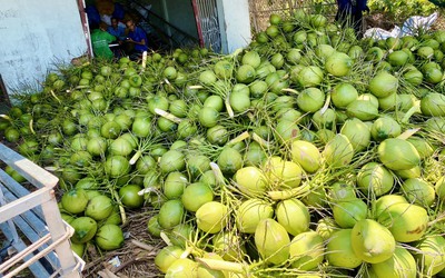 Việt Nam hướng tới thương hiệu dừa xanh, an toàn và giảm phát thải