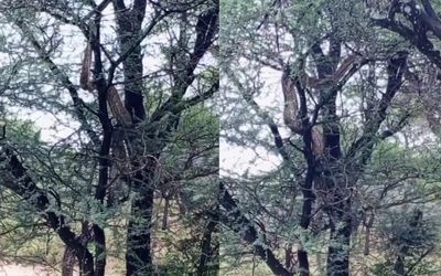 Nhìn lên cây, du khách chứng kiến cảnh tượng nổi da gà