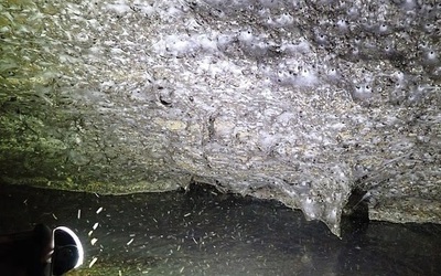 Phát hiện mạng nhện lớn nhất thế giới tại biên giới Hy Lạp – Albania