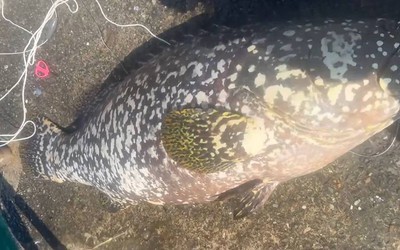 Người đàn ông câu được con cá mú khổng lồ nặng 80kg