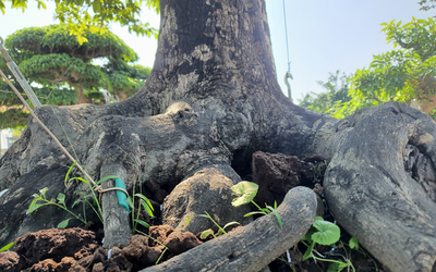“Báu vật” trong vườn: Cây cảnh u cục được trả 2 tỷ nhưng chủ chê “chưa tới giá”