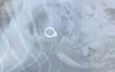 Chụp X-quang, bác sĩ phát hiện ra "bí mật" trong bụng chú chó