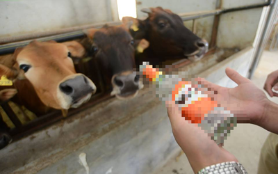 Người đàn ông trộm 10 con bò của hàng xóm bán lấy tiền tặng "gái lạ" và cái kết