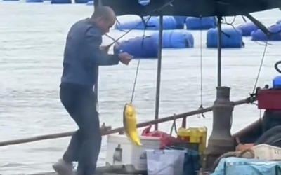 Người đàn ông câu được con cá vàng trị giá 74 triệu đồng trên biển