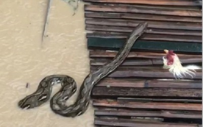 Người dân sốc nặng khi thấy cảnh tượng đáng sợ trong dòng nước lũ