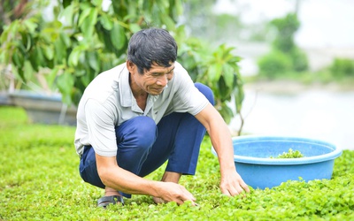 Ý tưởng khởi nghiệp của lão nông Thanh Hóa: Biến loài rau dại thành cây làm giàu