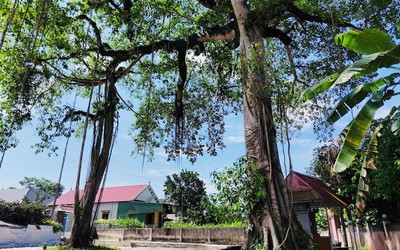 Chiêm ngưỡng “cổng làng tự nhiên” từ cây đa hàng trăm năm tuổi ở Hà Tĩnh