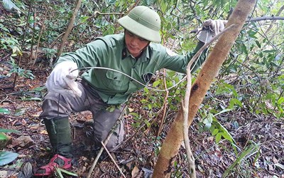 Hành trình vào rừng sâu gỡ "bẫy tử thần" giải cứu động vật hoang dã