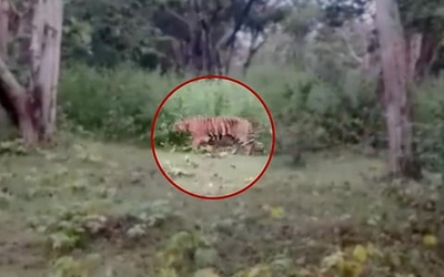 Đi chăn gia súc, người đàn ông 60 tuổi bị hổ dữ vồ tử vong