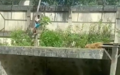 Nam thanh niên tử vong sau khi trèo tường vào chuồng sư tử cái