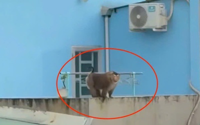 Khỉ hoang lao vào quán ăn tấn công khách ở Đồng Nai: Chủ quán có thể phải bồi thường