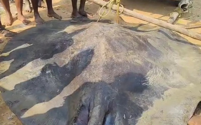 Ngư dân bắt được con cá đuối khổng lồ dài 3,6 mét trên biển