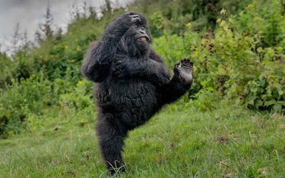 Bức ảnh khỉ đột nô đùa trong rừng gây chú ý