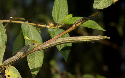 Hai loại rau sạch hiếm khi “ngậm” hóa chất, loại đầu tiên nhà nào cũng có