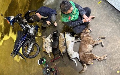 Chuyên gia pháp lý hướng dẫn người dân tránh phạm luật khi phát hiện "cẩu tặc"