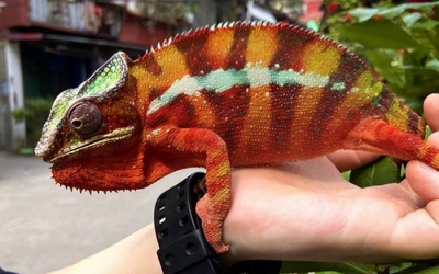 Cô gái 28 tuổi nhập viện sau khi bị "sinh vật lạ" trong nhà tấn công