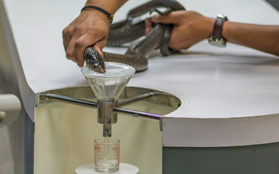 Vắt "sữa" rắn - Công việc kỳ lạ và nguy hiểm bậc nhất thế giới