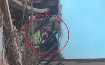 Bé gái bị hai con chó Pitbull cắn tử vong trong nhà