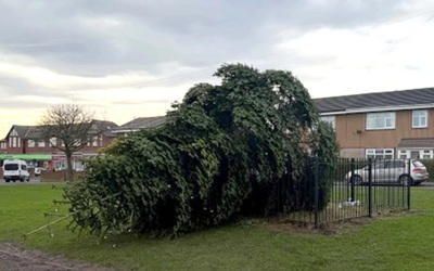 Cây thông Noel bị chặt vô cớ khiến dân làng phẫn nộ