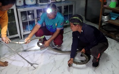 Bắt sống rắn hổ mang chúa dài gần 3 mét ẩn nấp trong nhà vệ sinh