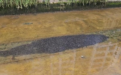 Nhìn xuống kênh, người phụ nữ bắt gặp cảnh tượng nổi da gà