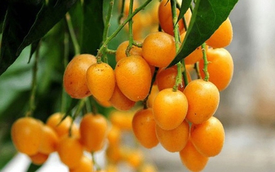 Loại quả nhỏ bé với hương vị chua ngọt đặc trưng, bất ngờ là vị thuốc quý tốt cho sức khỏe