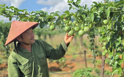 Lập kỷ lục xuất khẩu, chanh leo Việt Nam vẫn đứng trước nhiều thách thức
